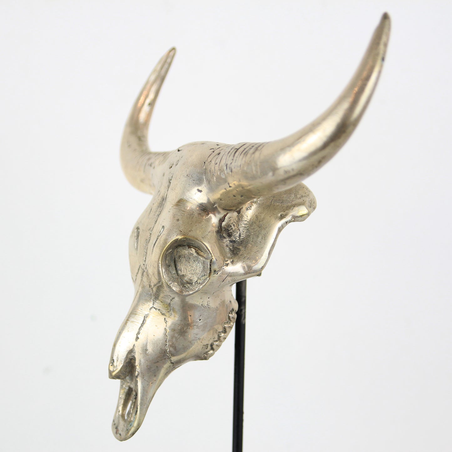 Teschio di Toro