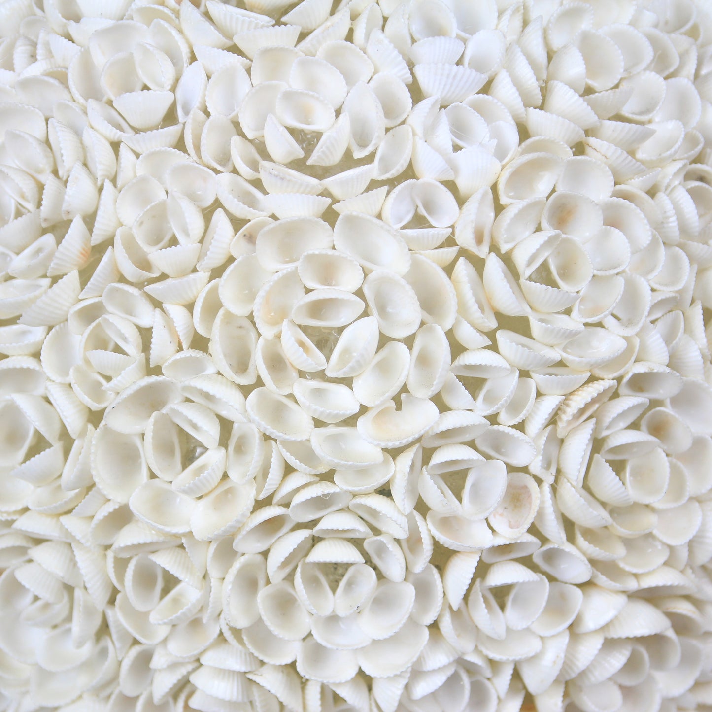 Lampada Rose Conchiglia