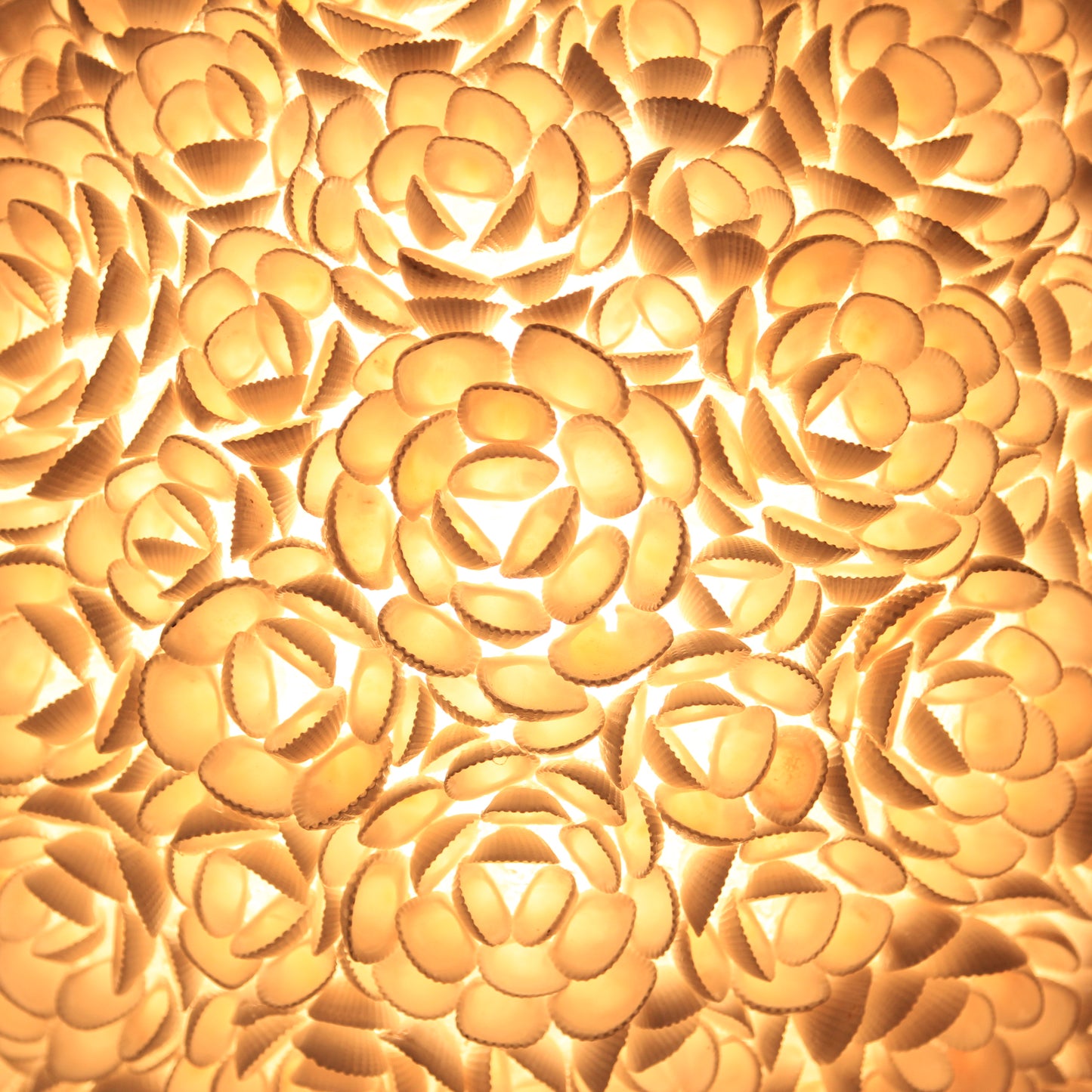 Lampada Rose Conchiglia